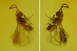 Tiny Fossil Wasp (Hymenoptera) In Baltic Amber #173669