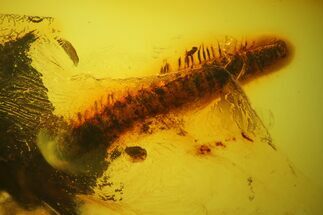 Detailed Fossil Millipede, Centipede and Three Spiders in Baltic Amber #173707