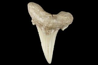 2.27" Serrated Fossil Auriculatus Tooth - Sarysu River, Kazakhstan - Fossil #173801