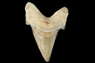 Serrated, Fossil Auriculatus Tooth - Tuzbair, Kazakhstan #173791