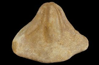 Miocene Fossil Echinoid (Clypeaster) - Taza, Morocco #174364