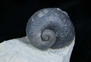 Nice Platyostoma Gastropod #1925