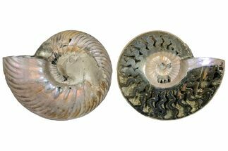 2.5"  One Side Polished, Pyritized Fossil, Ammonite - Russia - Fossil #174985