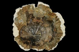 Petrified Wood (Conifer) Round - Grant County, Washington #175058