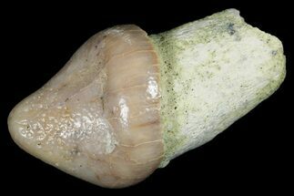 Fossil Sea Lion (Allodesmus) Tooth - Bakersfield, CA #175181