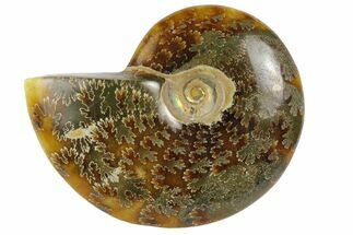 Polished, Agatized Ammonite (Cleoniceras) - Madagascar #172178