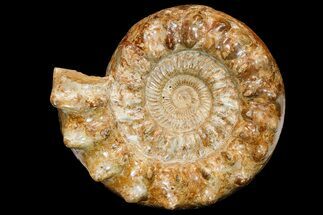 Huge, Jurassic Ammonite (Kranosphinctites?) Fossil - Madagascar #175782