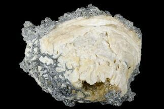 Fossil Clam With Fluorescent Calcite Crystals - Ruck's Pit, FL #175656