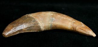 Basilosaur (Primitive Whale) Tooth #11429