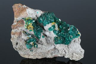 2.9" Gemmy Dioptase Clusters with Mimetite - N'tola Mine, Congo - Crystal #175946