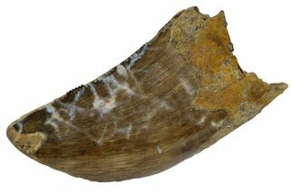 Fossil Tyrannosaur Tooth - Hell Creek Formation, Montana #176374