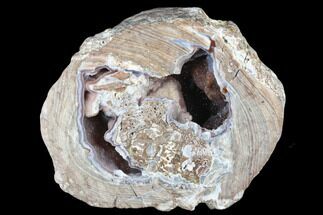 5.6" Crystal Filled Dugway Geode (Polished Half) - Utah - Crystal #176755
