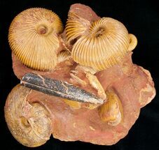 Macrocephalites sp. - Fossils For Sale - #11487