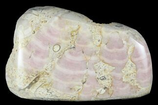 Polished Jurassic Fossil Sponge (Solenopora) - England #177068