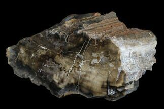 6" Polished, Petrified Wood (Araucarioxylon) - Arizona - Fossil #176998