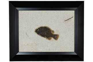 4.9" Framed Fossil Fish (Cockerellites) - Wyoming - Fossil #177300