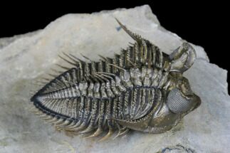 Tower Eyed Erbenochile Trilobite - Flying Preparation #177343