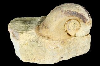 Ordovician Gastropod (Salpingostoma) Fossil - Wisconsin #174377