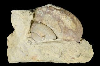 Ordovician Gastropod (Clathrospira) Fossil - Wisconsin #174380