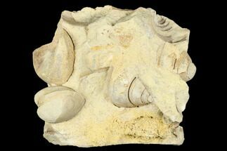 Ordovician Fossil Bivalve Mollusk and Gastropod - Wisconsin #174402