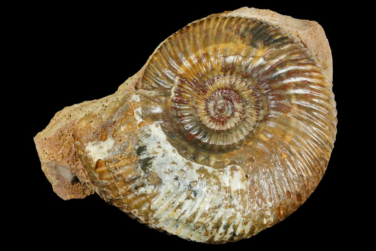 Jurassic Germany Fossil Ammonite Parkinsonia parkinsoni FSE199 ✔100% Genuine 