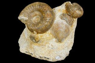 Jurassic Ammonites (Stephanoceras) - Fresney, France - Fossil #177613