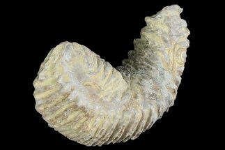 Cretaceous Fossil Oyster (Rastellum) - Madagascar #177700
