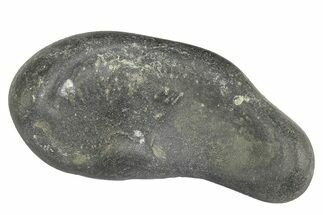 Fossil Whale Ear Bone - Miocene #177813