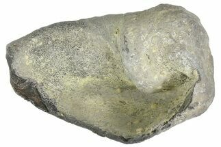 Fossil Whale Ear Bone - Miocene #177818