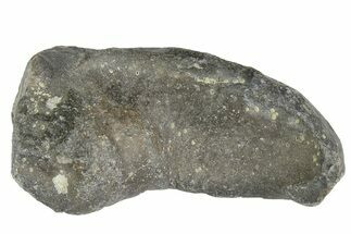 Fossil Whale Ear Bone - Miocene #177821