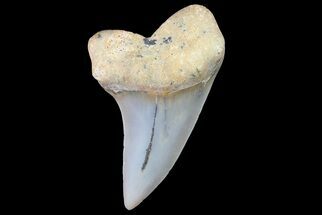 1.52" Fossil Shark Tooth (Carcharodon planus) - Bakersfield, CA - Fossil #178300