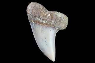 1.32" Fossil Shark Tooth (Carcharodon planus) - Bakersfield, CA - Fossil #178301
