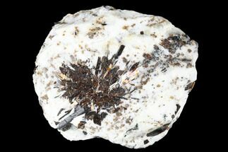 2.4" Golden-Brown, Radiating Astrophyllite - Kola Peninsula, Russia - Crystal #179180
