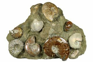 Wide, Composite Ammonite Fossil Display - Madagascar #175825