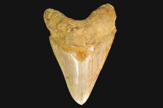 Serrated, Fossil Megalodon Tooth (Repaired) - Indonesia #161700