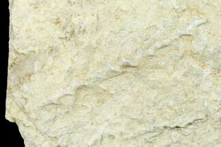 1.7" Archimedes Screw Bryozoan Fossil - Alabama - Fossil #178207