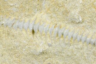 2.4" Archimedes Screw Bryozoan Fossil - Alabama - Fossil #178187