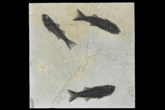 Plate of Three Uncommon Fish (Mioplosus) Fossils - Wyoming #179310