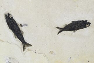Fossil Fish (Mioplosus & Knightia) Plate - Wyoming #179312
