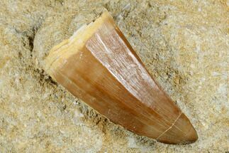 Mosasaur (Mosasaurus) Tooth In Rock - Morocco #179323