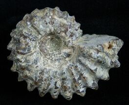 Inch Bumpy Douvilleiceras Ammonite #1973