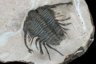 1.25" Spiny Cyphaspides Trilobite - Jorf, Morocco - Fossil #179896