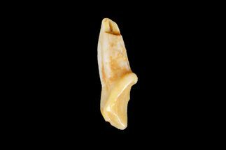 Eocene Primate (Necrolemur) Rooted Tooth Fossil - France #179981