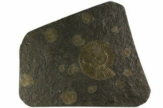 Dactylioceras Ammonite Cluster - Posidonia Shale, Germany #180353