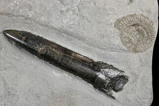 Belemnite (Acrocoelites) & Ammonite (Dactylioceras) - Germany #180451