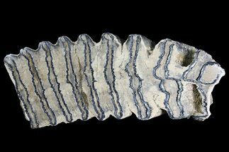 Polished Mammoth Molar Section - South Carolina #180509