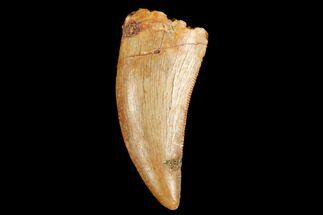 Serrated, Theropod (Deltadromeus?) Tooth - Real Dinosaur Tooth #178491