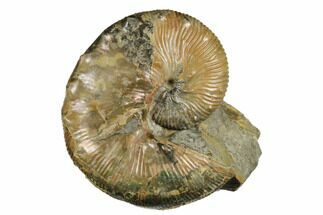 2.6" Iridescent Ammonite (Hoploscaphites) Fossil - South Dakota - Fossil #180798