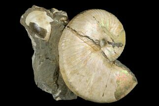 2" Fossil Hoploscaphites Ammonite - South Dakota - Fossil #180831