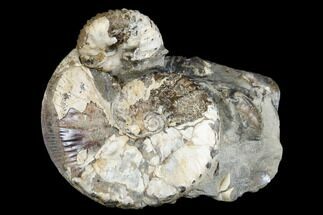 1.8" Fossil Hoploscaphites Ammonite - South Dakota - Fossil #180837